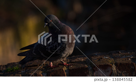 A carrier pigeon or homing pigeon on the roof 138845582