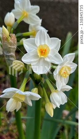 白い四季水仙のクローズアップ、白い水仙の花、バナーサイズの花の素材 138845735