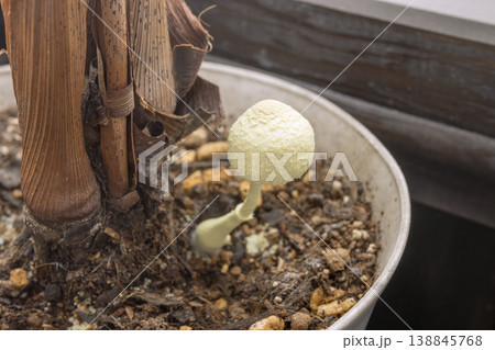 鉢植えに自生したコガネキヌカラカサタケ 鉢植えに自生したコガネキヌカラカサタケ 138845768