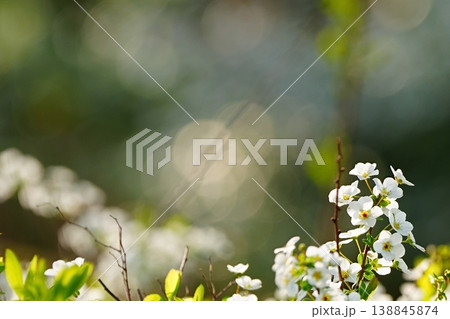 春の光と白い小花のナチュラル背景 138845874