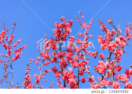 梅の花　紅梅 138845992