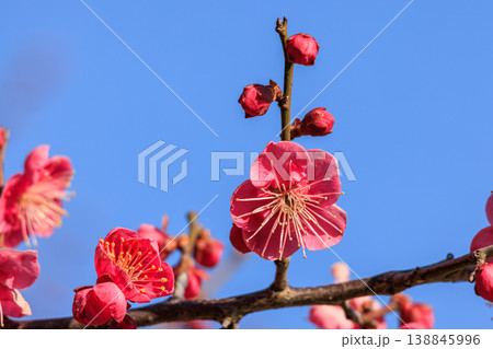 梅の花 紅梅 梅の花 紅梅 138845996