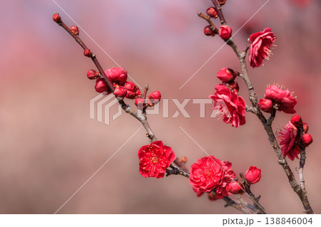 梅の花 紅梅 梅の花 紅梅 138846004