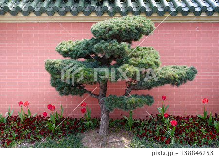 Pruned Bonsai Tree With Red Tulips Against Traditional Asian Tiled Wall In Garden Pruned Bonsai Tree With Red Tulips Against Traditional Asian Tiled Wall In Garden 138846253