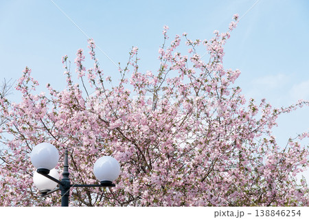Pink Cherry Blossoms Surrounding A Vintage Lamp Post Against A Clear Blue Spring Sky Pink Cherry Blossoms Surrounding A Vintage Lamp Post Against A Clear Blue Spring Sky 138846254