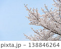 Cherry Blossom Branches Against A Clear Blue Sky In Spring With Delicate White Sakura Flowers 138846264