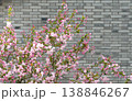 Pink Spring Blossoms On Flowering Tree Branches Against A Gray Brick Wall Background 138846267