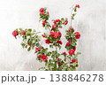 Red Camellia Flowers Against Textured White Wall - Flowering Shrub Garden Detail 138846278