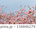 Pink Cherry Blossom Branches Against Clear Blue Sky 138846279