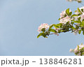 Delicate Apple Blossom Branch Against Clear Blue Sky in Soft Spring Light 138846281
