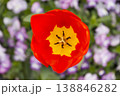 Top View Of Red Tulip With Yellow Center Surrounded By Purple Flowers Macro Spring Bloom 138846282