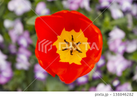 Top View Of Red Tulip With Yellow Center Surrounded By Purple Flowers Macro Spring Bloom 138846282