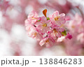 Pink Cherry Blossom Close-Up With Soft Bokeh, Spring Sakura Flowers and Delicate Petals 138846283