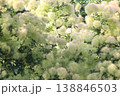 スモークツリー 138846503