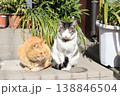 屋外でのんびりする2匹のキジトラと茶トラの猫 138846504