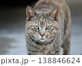 野良キジトラ猫のアップ 138846624