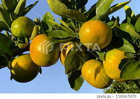 オレンジに色づきかけたみかん園 138847070