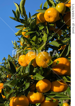 みかん園 138847071