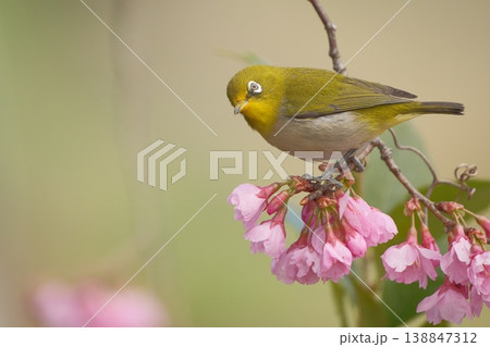 桜の花にメジロ 138847312
