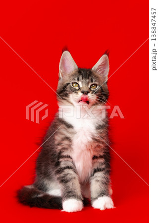 Adorable Maine Coon kitten licking its lips sitting on vibrant red background Adorable Maine Coon kitten licking its lips sitting on vibrant red background 138847457