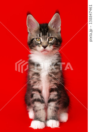 Portrait of adorable Maine Coon kitten sitting on bright red background 138847461