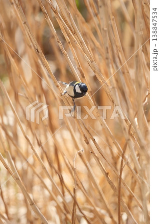 枯れた草原にシジュウカラ 138847534