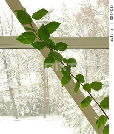 ivy plant on a window 138847833
