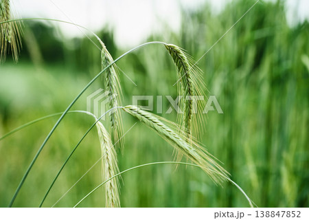 Macro close up of fresh young ears of young green wheat in spring summer field. Free space for text. Agriculture scene Macro close up of fresh young ears of young green wheat in spring summer field. Free space for text. Agriculture scene 138847852