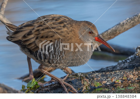Water Rail (Rallus aquaticus) moves near water at edge of marsh during day Water Rail (Rallus aquaticus) moves near water at edge of marsh during day 138848384