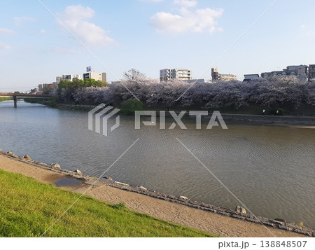 川沿いの桜 開花 春の景色 川沿いの桜 開花 春の景色 138848507