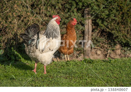 Roosters and hens move around on field on farm in spring. Roosters and hens move around on field on farm in spring. 138848607