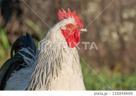 Rooster stands in field in morning light with beautiful shiny plumage Rooster stands in field in morning light with beautiful shiny plumage 138848609