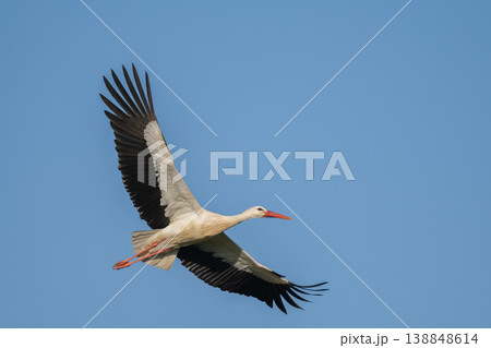 White stork (ciconia ciconia) in flight against blue sky at afternoon time White stork (ciconia ciconia) in flight against blue sky at afternoon time 138848614