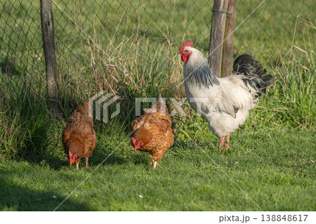 Hens and rooster roam in field at edge of fence in afternoon 138848617