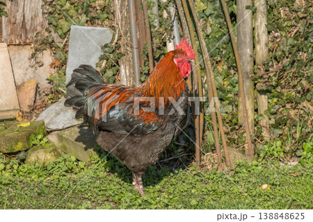 Rooster stands in field in morning light with beautiful shiny plumage Rooster stands in field in morning light with beautiful shiny plumage 138848625