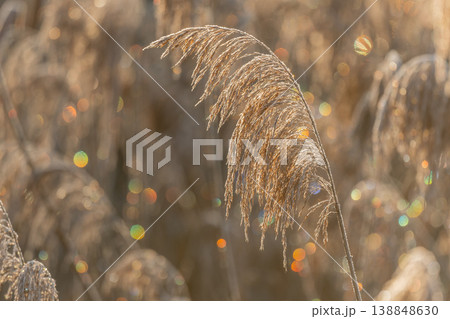 Wild plant stands in middle of field in morning light 138848630