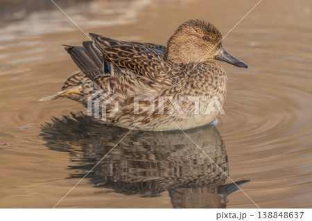 Duck Eurasian Tealswims (Anas crecca) in water at dusk near stream during winter Duck Eurasian Tealswims (Anas crecca) in water at dusk near stream during winter 138848637