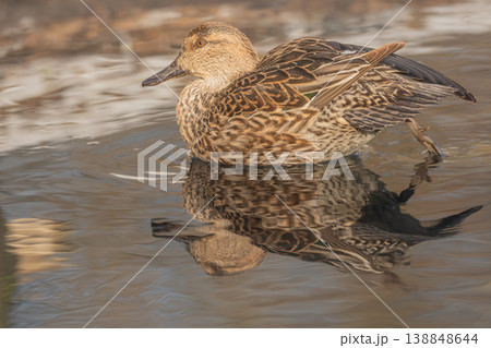 Duck Eurasian Tealswims (Anas crecca) in water at dusk near stream during winter Duck Eurasian Tealswims (Anas crecca) in water at dusk near stream during winter 138848644
