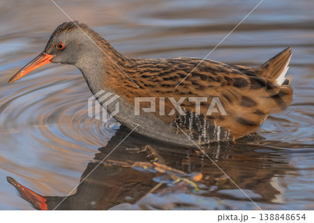 Water Rail (Rallus aquaticus) moves in the water at edge of marsh during day Water Rail (Rallus aquaticus) moves in the water at edge of marsh during day 138848654