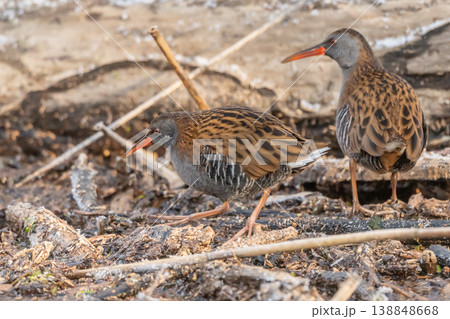 Two Water Rails (Rallus aquaticus) move near the water at the edge of marshes during the day. Two Water Rails (Rallus aquaticus) move near the water at the edge of marshes during the day. 138848668