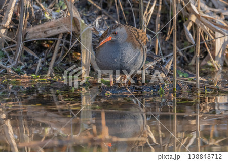 Water Rail (Rallus aquaticus) in water at edge of marsh in morning light Water Rail (Rallus aquaticus) in water at edge of marsh in morning light 138848712