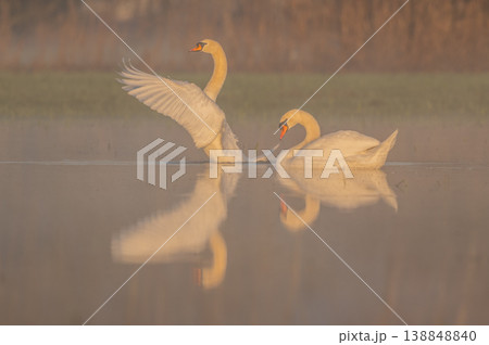 Two Mute Swans (Cygnus olor) move across calm water of pond at dawn in light mist Two Mute Swans (Cygnus olor) move across calm water of pond at dawn in light mist 138848840