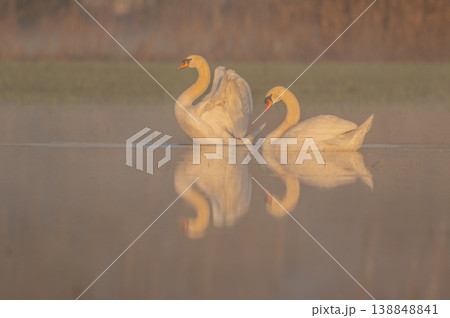 Two Mute Swans (Cygnus olor) move across calm water of pond at dawn in light mist Two Mute Swans (Cygnus olor) move across calm water of pond at dawn in light mist 138848841