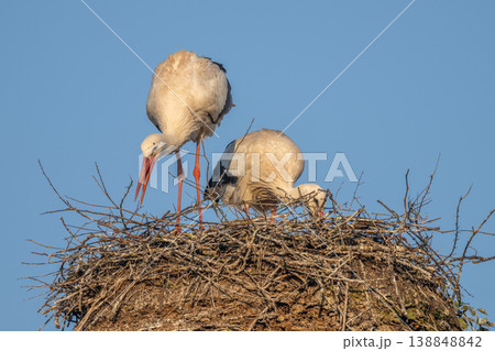 Two white storks (ciconia ciconia) add branches to build nest in spring. Two white storks (ciconia ciconia) add branches to build nest in spring. 138848842