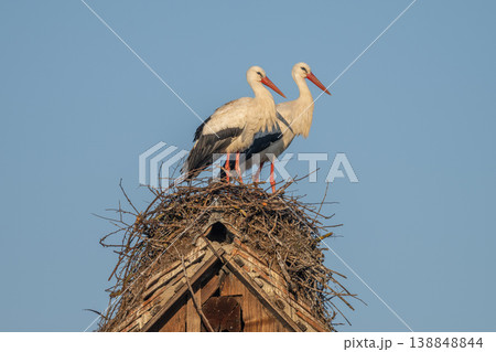 Two white storks (ciconia ciconia) on nest on top of wooden structure in clear blue sky Two white storks (ciconia ciconia) on nest on top of wooden structure in clear blue sky 138848844