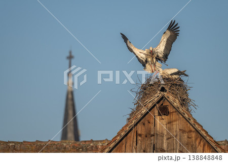 White stork (ciconia ciconia) brings branches to build nest in spring. White stork (ciconia ciconia) brings branches to build nest in spring. 138848848