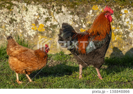 Rooster and hen stand in field in morning light. Rooster has beautiful orange plumage and feathers with green highlights. 138848866