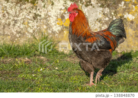 Rooster stands in field in morning light with beautiful shiny plumage Rooster stands in field in morning light with beautiful shiny plumage 138848870