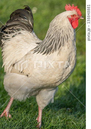 Rooster stands in field in morning light with beautiful shiny plumage Rooster stands in field in morning light with beautiful shiny plumage 138848881