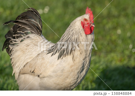 Rooster stands in field in morning light with beautiful shiny plumage Rooster stands in field in morning light with beautiful shiny plumage 138848884